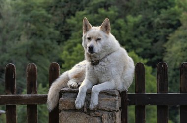 Beyaz Alman çoban köpeği çitin üzerinde yatıyor.