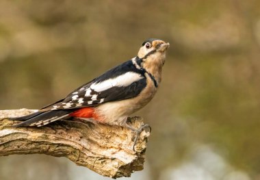 Great Spotted Woodpecker (Dendrocopos major) in forest clipart