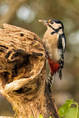 Great Spotted Woodpecker (Dendrocopos major) in forest clipart