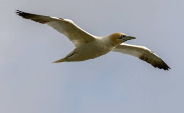 Kuzey Sümsük kuşu İngiltere 'deki Bempton kayalıklarında üreyen kayalar üzerine.