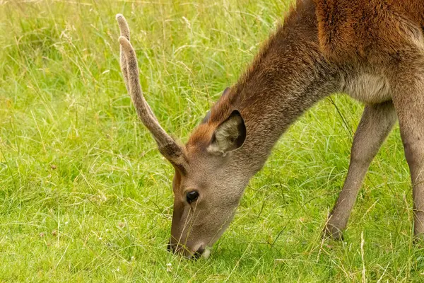 Kızıl geyik (Cervus elaphus) Richmond Park, Londra, İngiltere