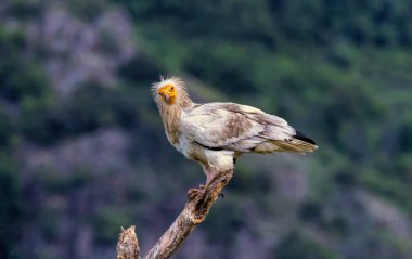 Egyptian vulture in natural habitat in Bulgaria clipart