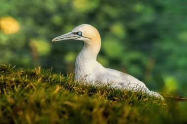 Kuzey Sümsük kuşu İngiltere 'deki Bempton kayalıklarında üreyen kayalar üzerine.