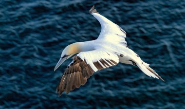 Kuzey Sümsük kuşu İngiltere 'deki Bempton kayalıklarında üreyen kayalar üzerine.