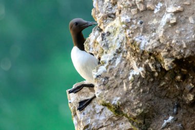 Guillemot, RSPB Bempton Kayalıkları 'ndaki uçurumlarda