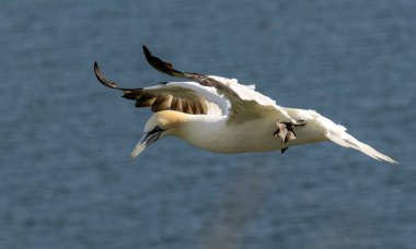 Kuzey Sümsük kuşu İngiltere 'deki Bempton kayalıklarında üreyen kayalar üzerine.