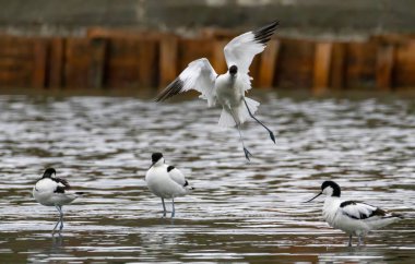 Pied Avocet (Recurvirostra avosetta) doğal bir yaşam alanında