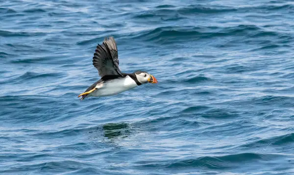 Bempton kayalıkları üzerinde Atlantik Martısı, İngiltere