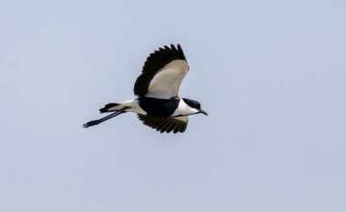 Üreme bölgesinde mahmuzlu Lapwing (Vanellus spinosa)