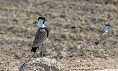 Üreme bölgesinde mahmuzlu Lapwing (Vanellus spinosa)