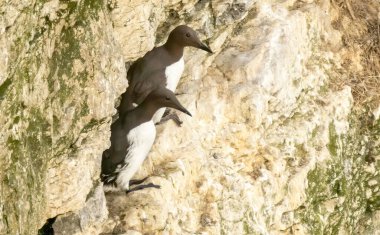 Guillemot, RSPB Bempton Kayalıkları 'ndaki uçurumlarda