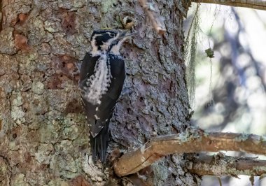 Three-toed Woodpecker in a natural habitat clipart