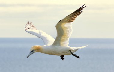 Kuzey Sümsük kuşu İngiltere 'deki Bempton kayalıklarında üreyen kayalar üzerine.