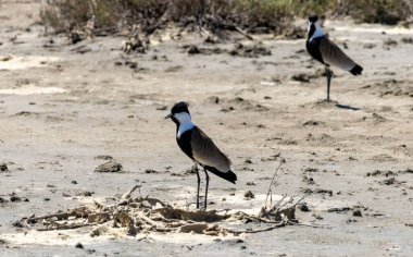 Üreme bölgesinde mahmuzlu Lapwing (Vanellus spinosa)