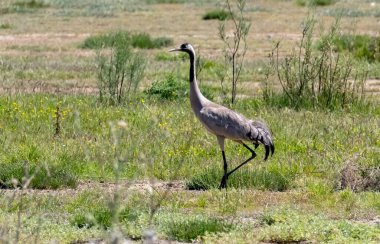 Doğal bir yaşam alanında ortak Crane (Grus grus)