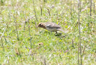 Doğal bir yaşam alanında kırmızı göğüslü Pipit (Anthus cervinus)