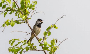 Rupel`s Warbler singing on stick clipart