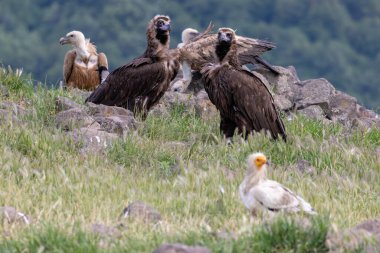 Cinereous, Egyptian and Griffon vultures and white-tailed sea-eagle on feeding station clipart