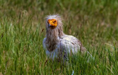 Egyptian vulture in natural habitat in Bulgaria clipart