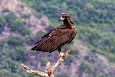 Cinereous vulture sitting on feeding station clipart