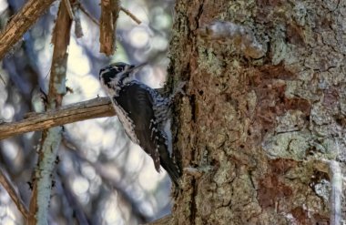 Three-toed Woodpecker in a natural habitat clipart