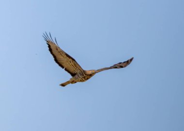 Honey-buzzard (Pernis apivorus) in natural habitat clipart