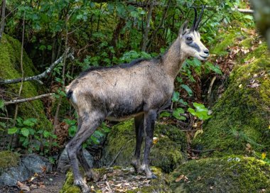 Chamois (Wild goat) in forest habitat clipart