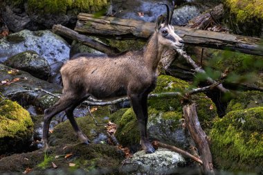 Chamois (Wild goat) in forest habitat clipart