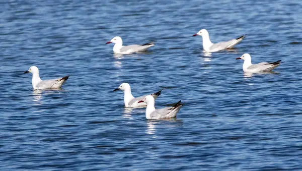 Doğal yaşam ortamında ince gagalı martı (Chroicocephalus genei)