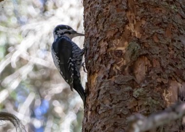 Three-toed Woodpecker in a natural habitat clipart