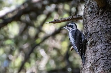 Three-toed Woodpecker in a natural habitat clipart