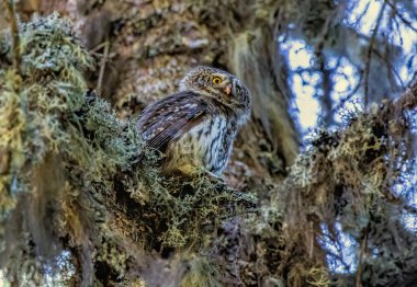 Pygmy Owl (Glaucidium passerinum) in a natural habitat clipart