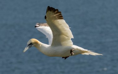 Kuzey Sümsük kuşu İngiltere 'deki Bempton kayalıklarında üreyen kayalar üzerine.