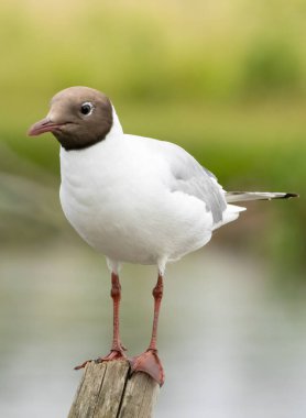 Black-headed Gull (Chroicocephalus ridibundus) in a natural habitat clipart