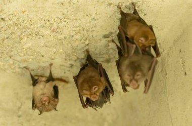 A group of bats sitting in the day under bridge clipart