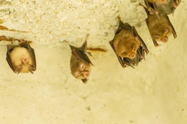 A group of bats sitting in the day under bridge clipart