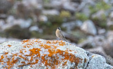 Radde's accentor (Prunella ocularis) sitting on stone in natural habitat clipart