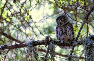 Pigme Baykuşu (Glaucidium passerinum) doğal bir yaşam alanında