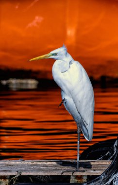 Büyük Beyaz Akbalıkçıl (Ardea alba) doğal bir yaşam alanında