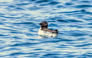 RSPB Bempton Kayalıkları 'ndaki kayalıklarda Razorbill