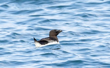 RSPB Bempton Kayalıkları 'ndaki kayalıklarda Razorbill