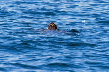 Sea turtle (Careta careta) in Amvrakikos Gulf, Greece clipart