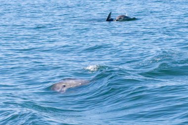 Bottle-nosed Dolphins in Amvrakikos Gulf, Greece clipart