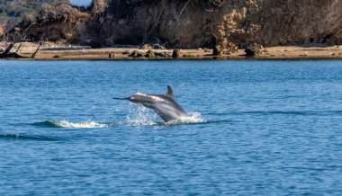 Bottle-nosed Dolphins in Amvrakikos Gulf, Greece clipart