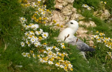 Kuzey Fulmar, Bempton kayalıkları, İngiltere 'de üreyen kayalar üzerine