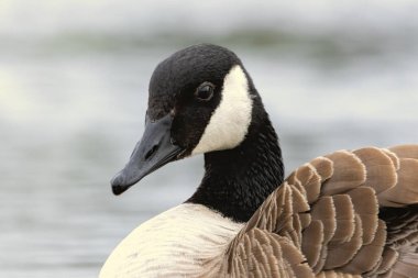 Canada Goose (Branta canadensis) kapat