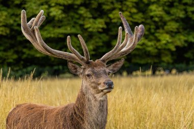 Kızıl geyik (Cervus elaphus) Richmond Park, Londra, İngiltere