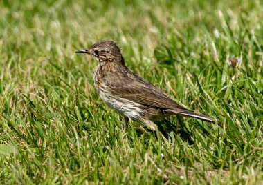 Meadow Pipit (Anthus pratensis) çayırdaki taşın üzerinde oturuyor