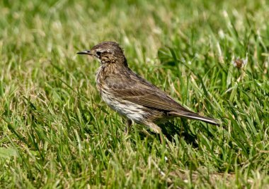 Meadow Pipit (Anthus pratensis) sitting on stone in meadow clipart