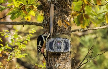 Middle Spotted Woodpecker sitting on dead tree clipart